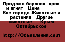 Продажа баранов, ярок и ягнят › Цена ­ 3 500 - Все города Животные и растения » Другие животные   . Крым,Октябрьское